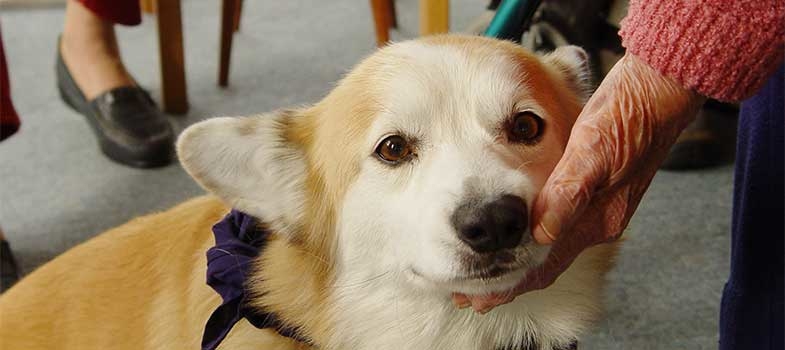 Pet Therapy Hospice Community Care